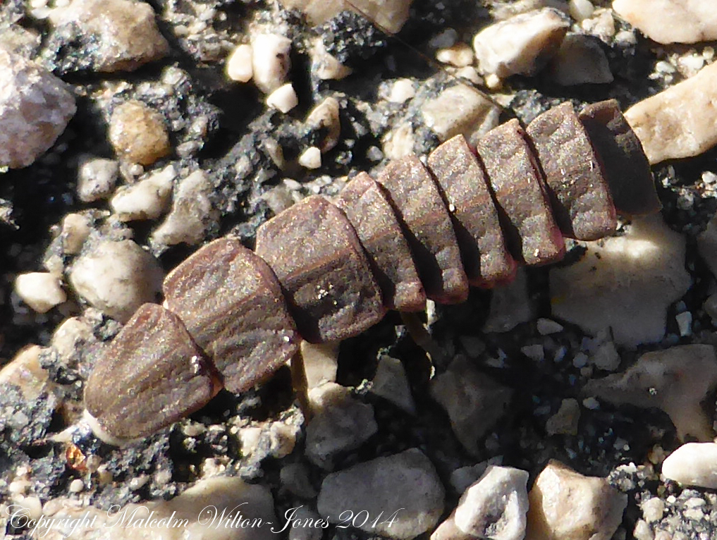 Firefly Beetle larva