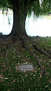 Memorial Tree To Florence DeBruyne