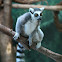 Ring Tailed Lemur