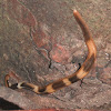 Predatory Hammerhead Worm