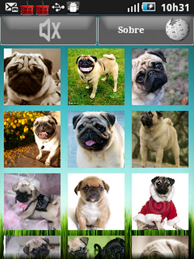 Photo Pug 2