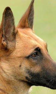 Belgian Malinois Wallpapers Screenshots 3