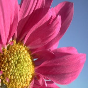 Flower Petal Live Wallpaper 1.1