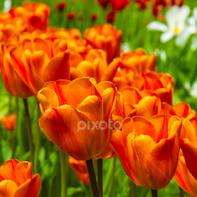Tulip by Abdelmoumen Taoutaou - Flowers Flower Gardens