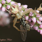 Crab Spider