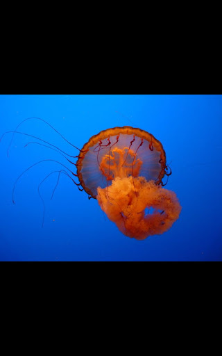 【免費個人化App】G3 Jelly Fish Live Wallpaper-APP點子