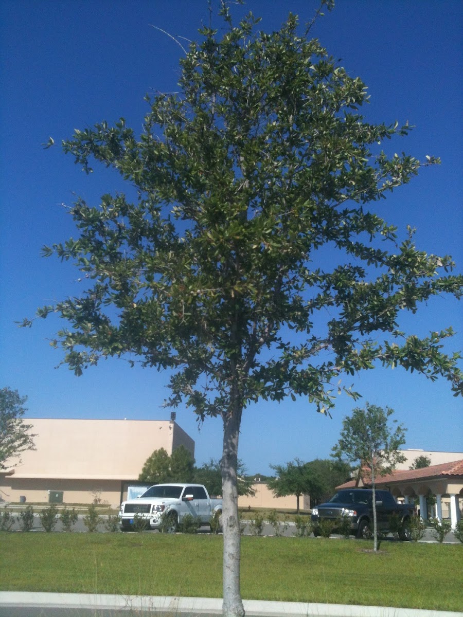 Carrotwood tree