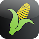 Corn Yield Calculator