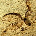 Mushroom coral mold fossil