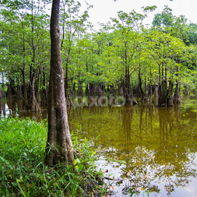 Standing beside a lake by Shihab Qurtuby - Nature Up Close Trees & Bushes