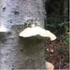 Mushroom species unknown