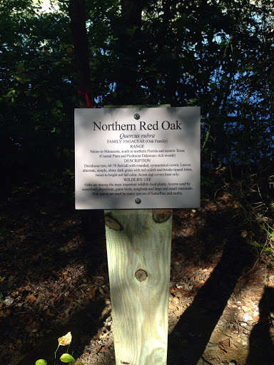 Northern Red Oak Example