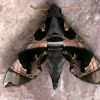Hawk Moth (Eng), Ngengat (Ina)