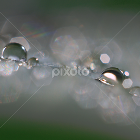 Bulir Embun by Isnaini Ma'ruf - Nature Up Close Water