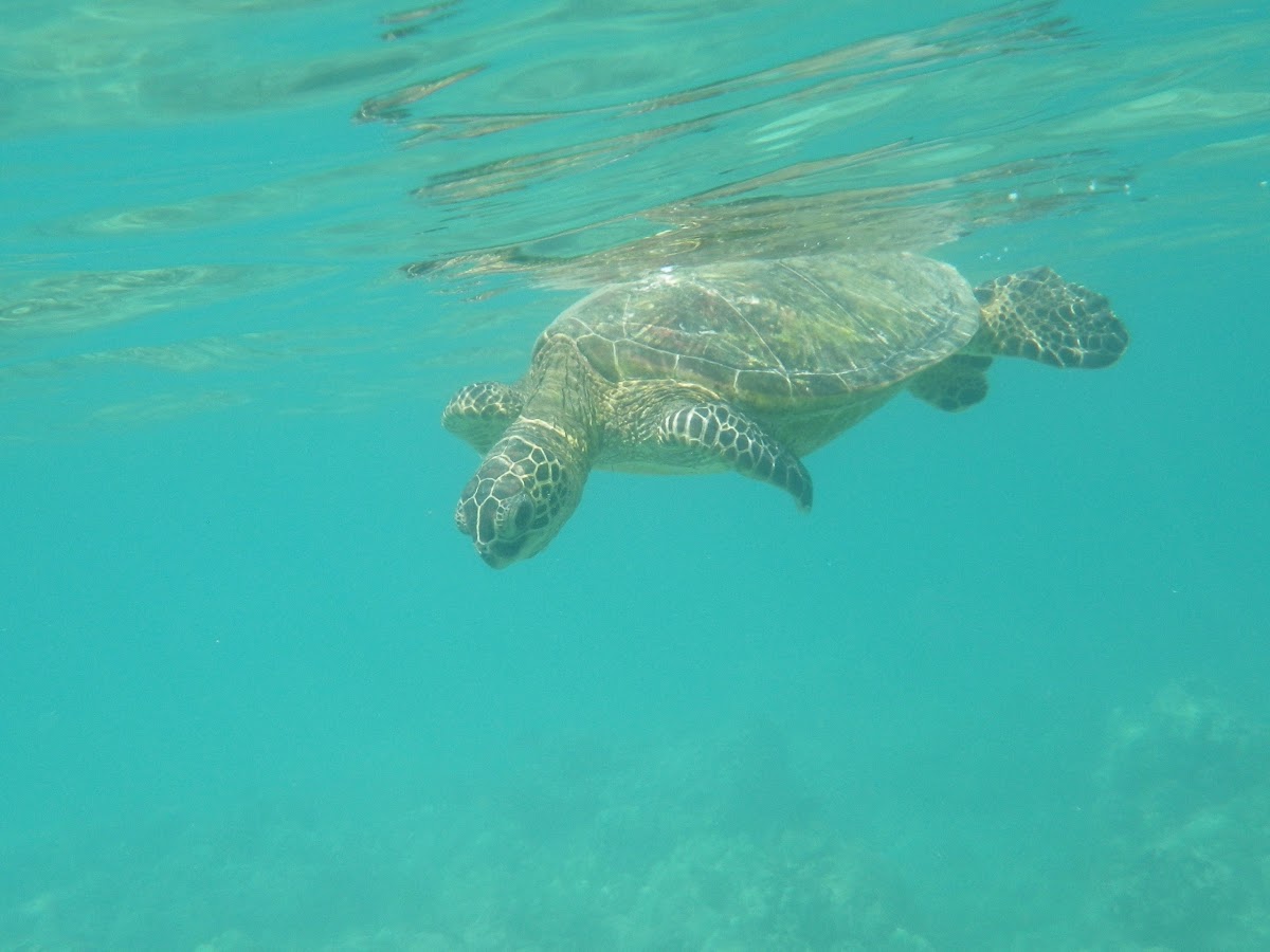 Green Sea Turtle - honu