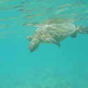 Green Sea Turtle - honu