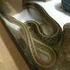 Eastern Garter Snake (Pregnant)