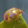 Glorious leaf beetle