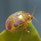 Glorious leaf beetle