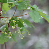 Pacific Poison Oak