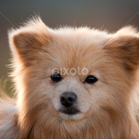 Pomeranian by Alfredo Garciaferro Macchia - Animals - Dogs Portraits