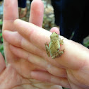 Northern Spring Peeper