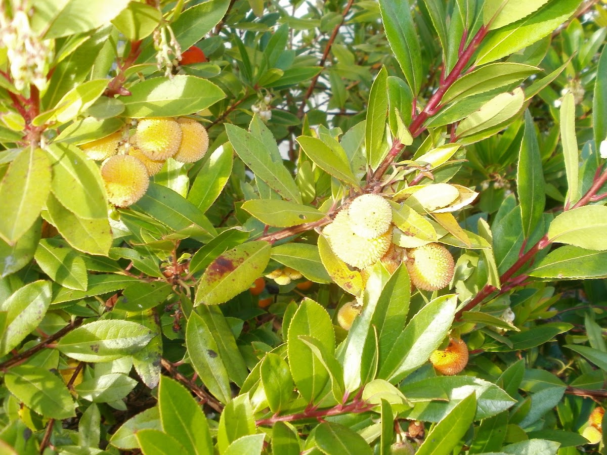 Madroño (Strawberry tree)