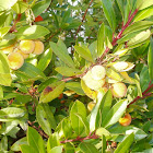 Madroño (Strawberry tree)