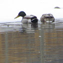 Mallard Duck