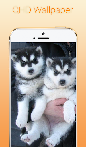 免費下載個人化APP|Siberian Husky Wallpapers app開箱文|APP開箱王