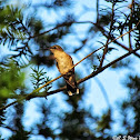 Ruby Throated Hummingbird