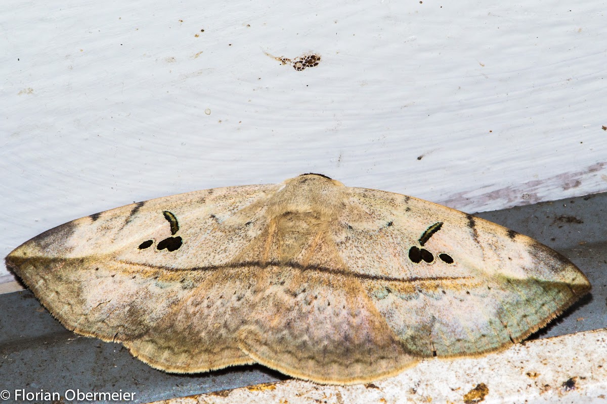 Hypopyra vespertilio