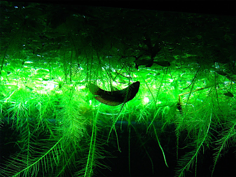 Duckweed and bettas? | Betta Fish Forum