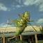 Katydid