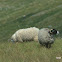 Black faced Sheep