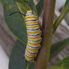 Monarch butterfly (caterpillar/larva)