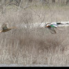 Green-winged Teal