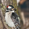 Downy Woodpecker with Frog