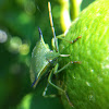 Spined citrus bug