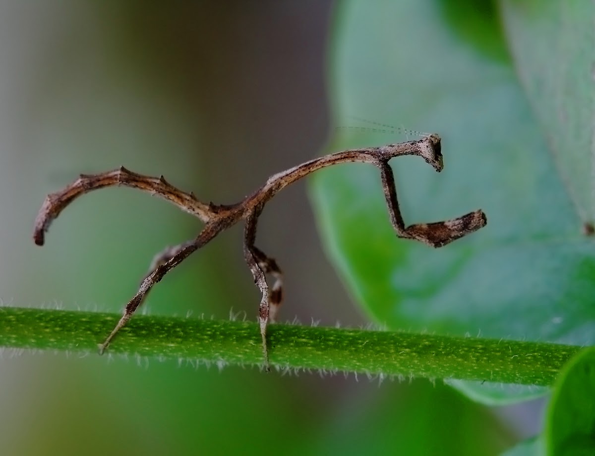 Stick Mantis