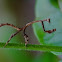 Stick Mantis