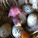 Newborn house sparrow