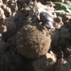 Dung beetles (aka "tumblebugs")