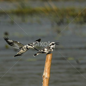 Butt-pokied by Arindam Mitra - Animals Birds