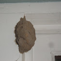 Wasp Nest