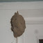 Wasp Nest