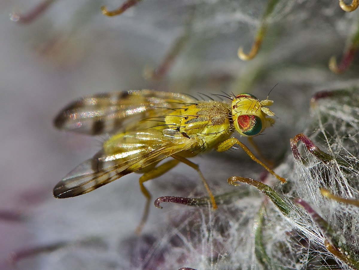 Gall Fly