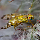 Gall Fly