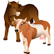 Cows And Bulls