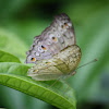 Gray Pansy